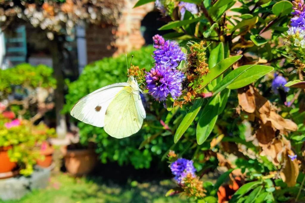 Bellavista La Tua Romantica Vacanza Sul Trasimeno Castiglione del Lago Exterior foto